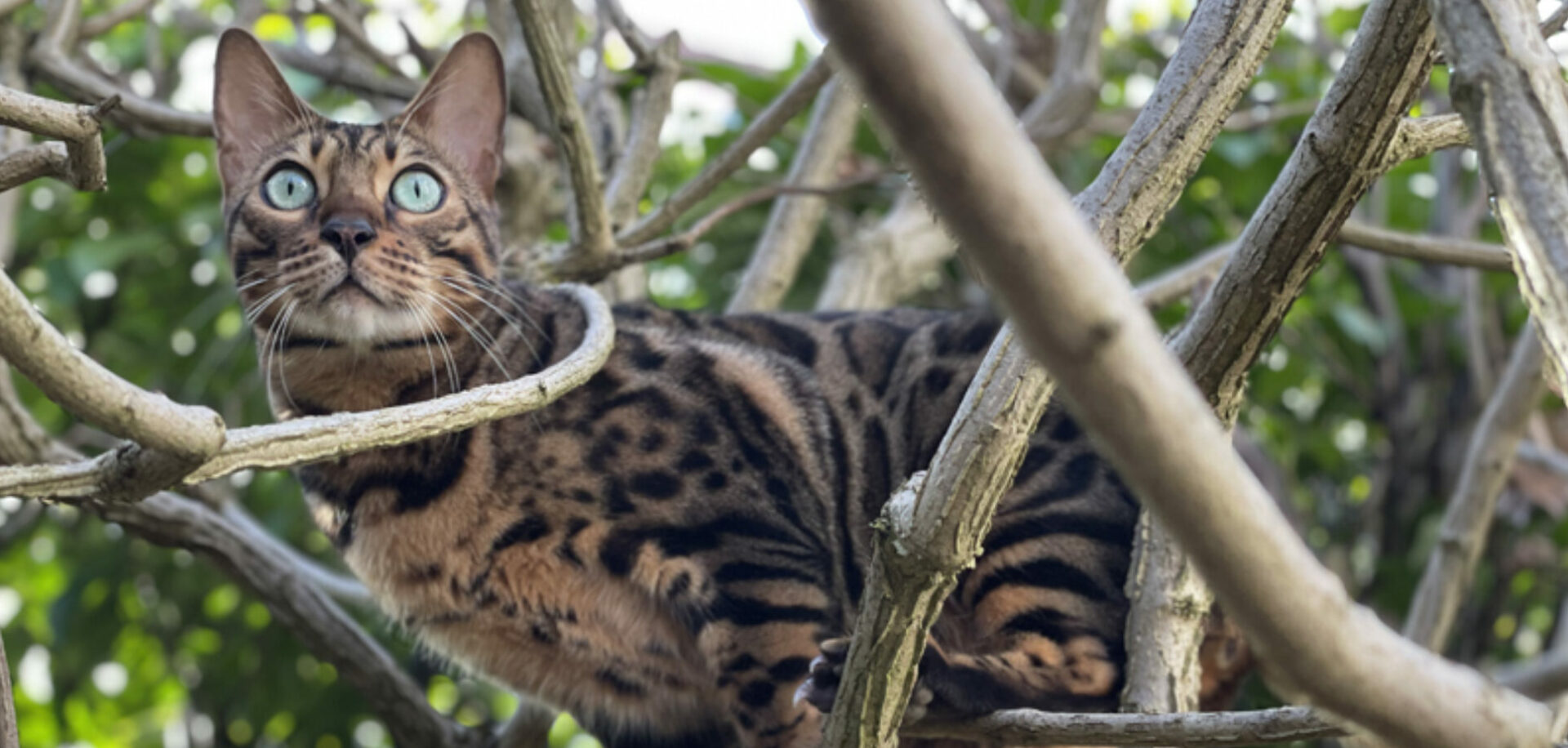 Felimo